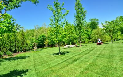 Nine steps to a successful lawn