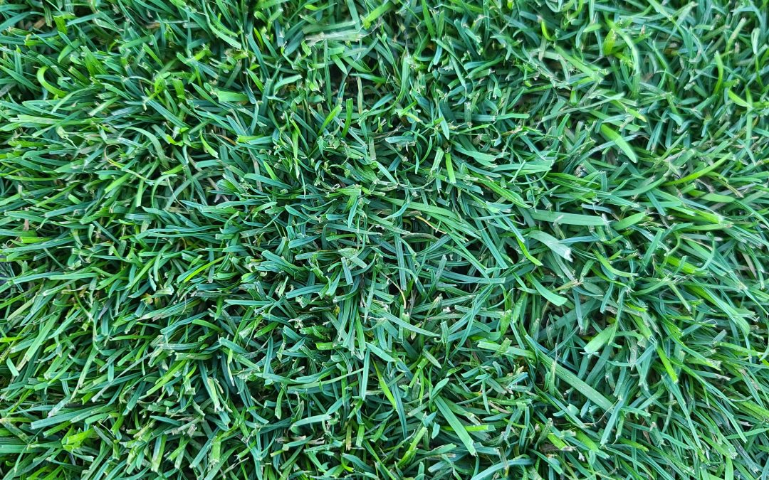 SUPERSEED, a New Way to Repair Your Lawn.